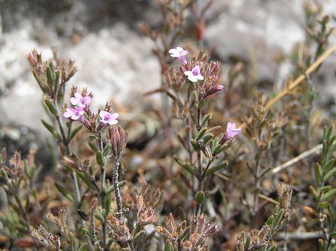 Micromeria lepida