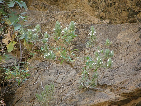 Micromeria leucantha