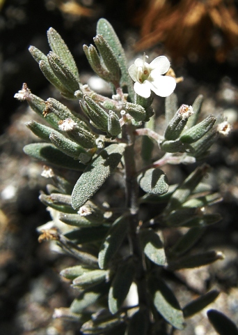 Micromeria tenuis