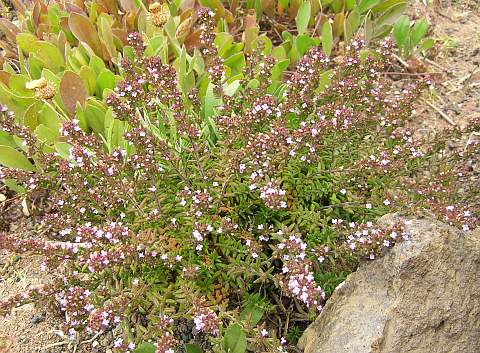 Micromeria varia ssp.rupestris