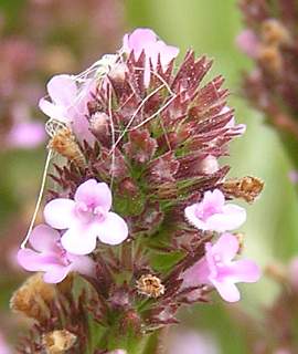 Flores de Micromeria varia ssp.rupestris