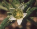 Aizoon
              hispanicum