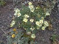 Argyranthemum maderense