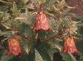 Canarina
              canariensis