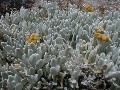 Helichrysum gossypinum