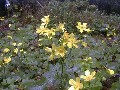 Ranunculus cortusifolius