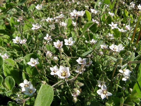 Minuartia geniculata