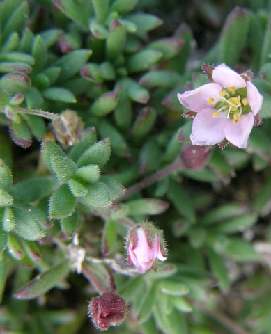 Minuartia platyphylla