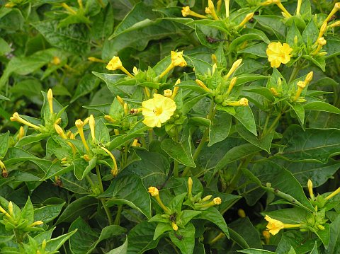 Mirabilis jalapa