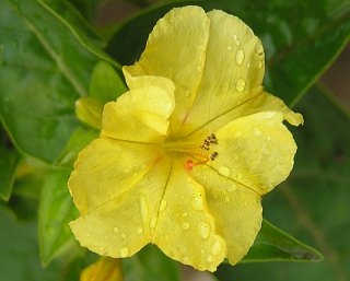 Flor amarilla de Mirabilis jalapa