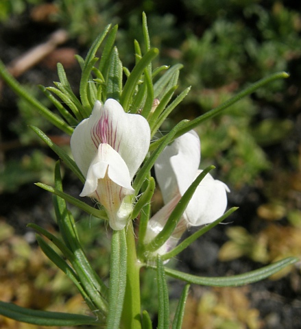 Misopates calycinum