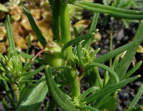 Misopates calycinum