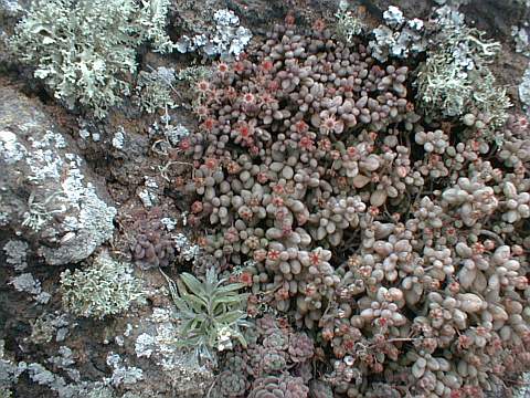 Monanthes laxiflora var. microbotrys