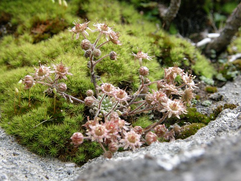 Monanthes minima