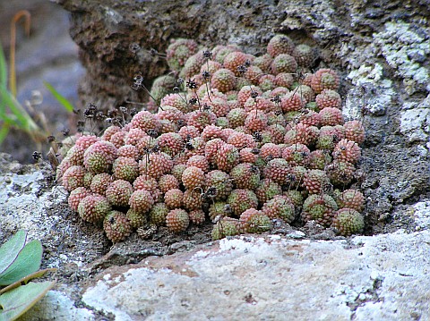 http://www.floradecanarias.com/imagenes/monanthes_polyphylla.jpg
