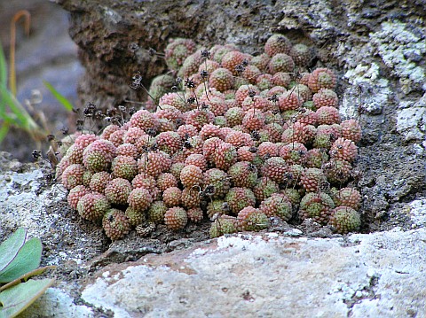 Monanthes polyphylla