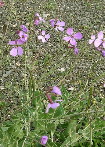 Moricandia arvensis