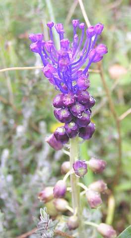 Muscari comosum