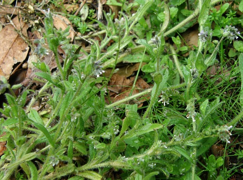 Myosotis discolor ssp.canariensis