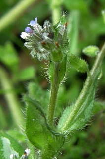 Myosotis discolor ssp.canariensis