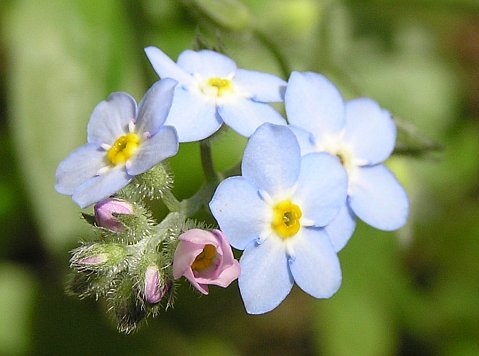 Myosotis latifolia