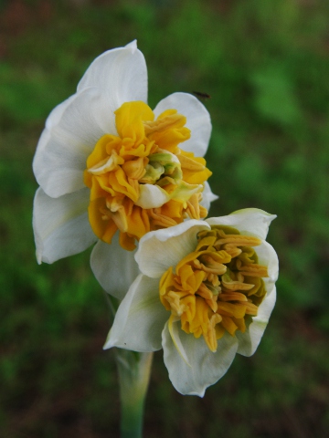 Narcissus tazzeta