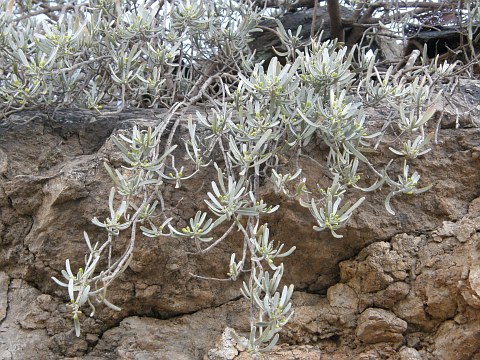 Neochamaelea pulverulenta