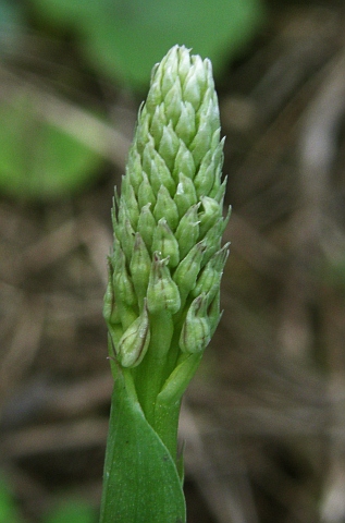 Neotinea maculata