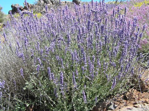 Nepeta teydea