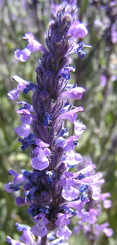 Inflorescencia de Nepeta teydea