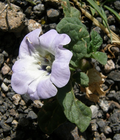 Nicandra
          physalodes