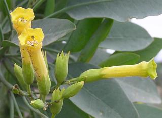 Flores de Nicotiana glauca