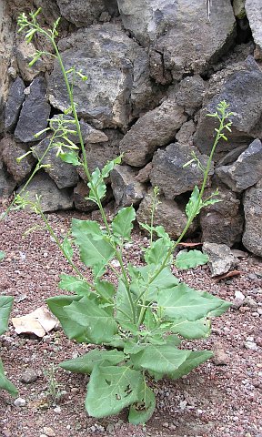 Nicotiana paniculata
