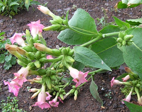 Nicotiana tabacum