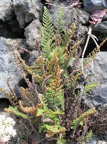 Notholaena marantae ssp. subcordata