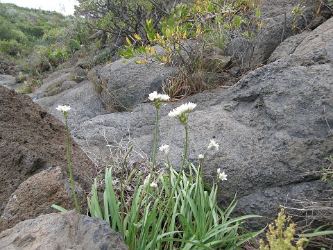 Nothoscordum gracile