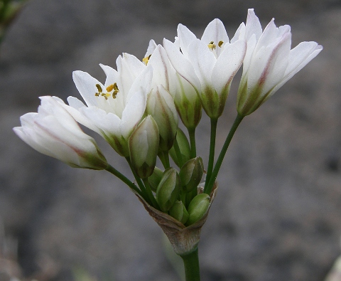 Nothoscordum gracile