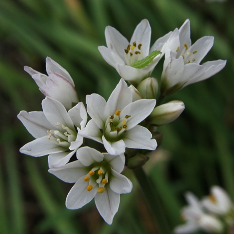 Nothoscordum gracile