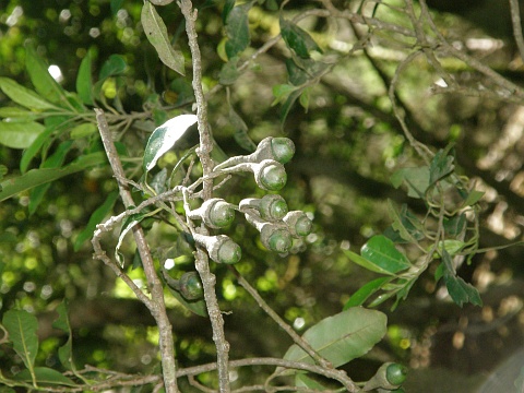 Ocotea foetens