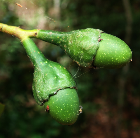 Ocotea foetens