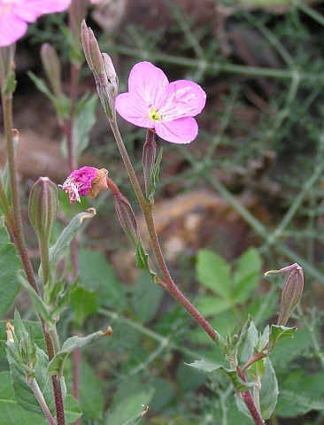 Oenothera rosea