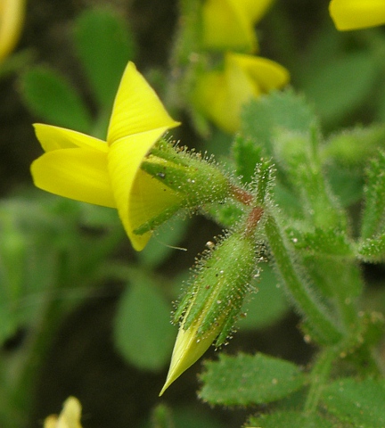 Ononis hebecarpa