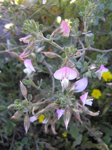 Ononis pendula