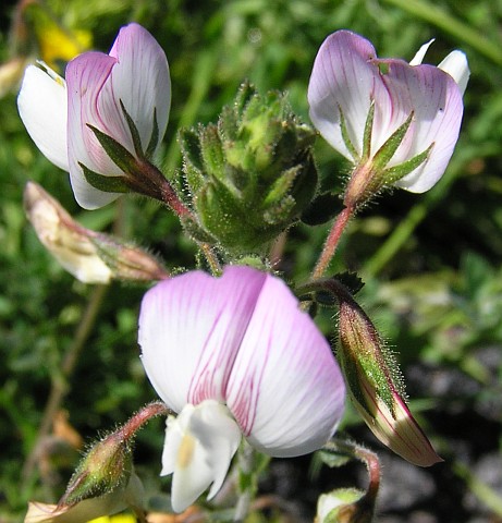 Ononis pendula