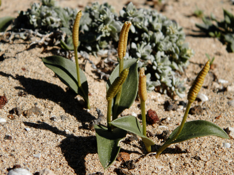 Ophioglossum polyphyllum