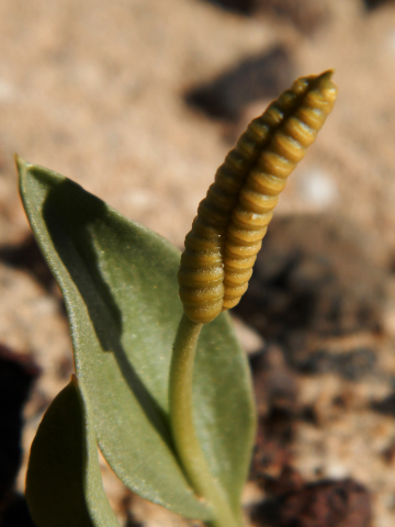 Ophioglossum polyphyllum