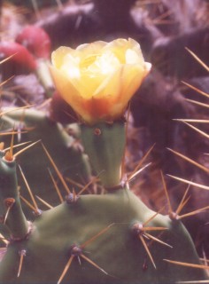 Detalle de la flor