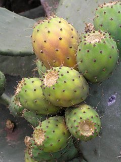 Frutos de Opuntia maxima
