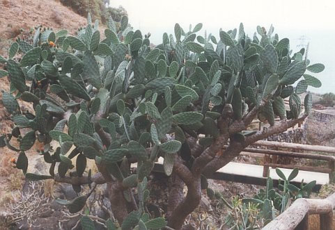 Opuntia tomentosa