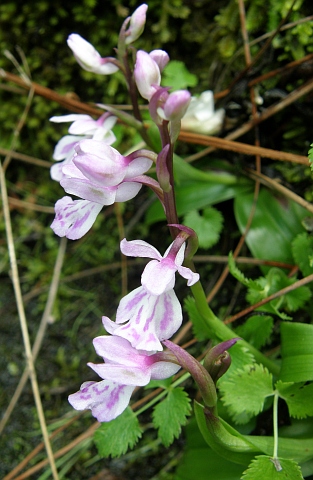 Orchis patens ssp.canariensis